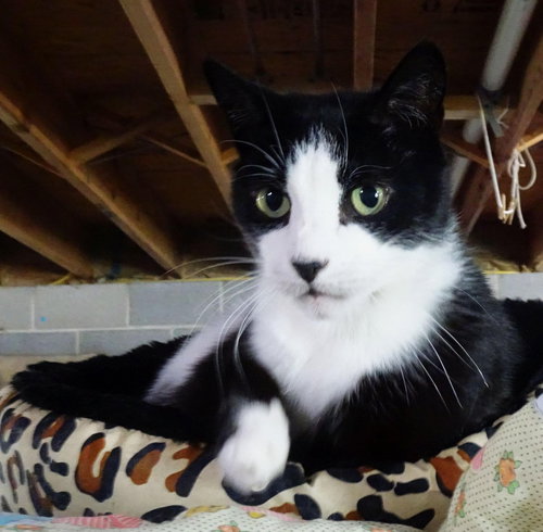 HENRY - Domestic Short Hair available for adoption
