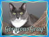 Gray - Photo 6