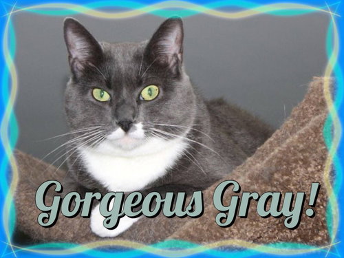 Photo 6 of Gray