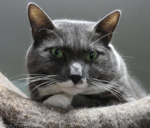 Gray photo 7