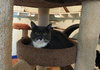 Gray - Photo 8