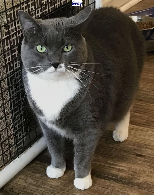 Photo 4 of Gray