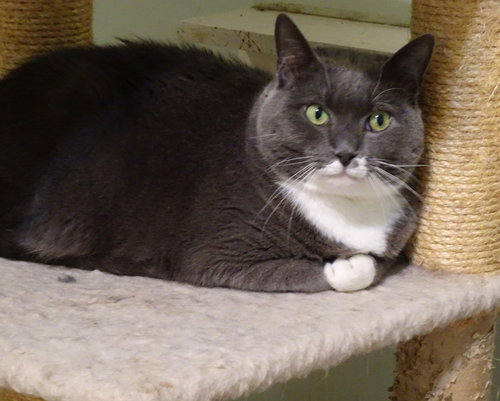 GRAY - Domestic Short Hair available for adoption