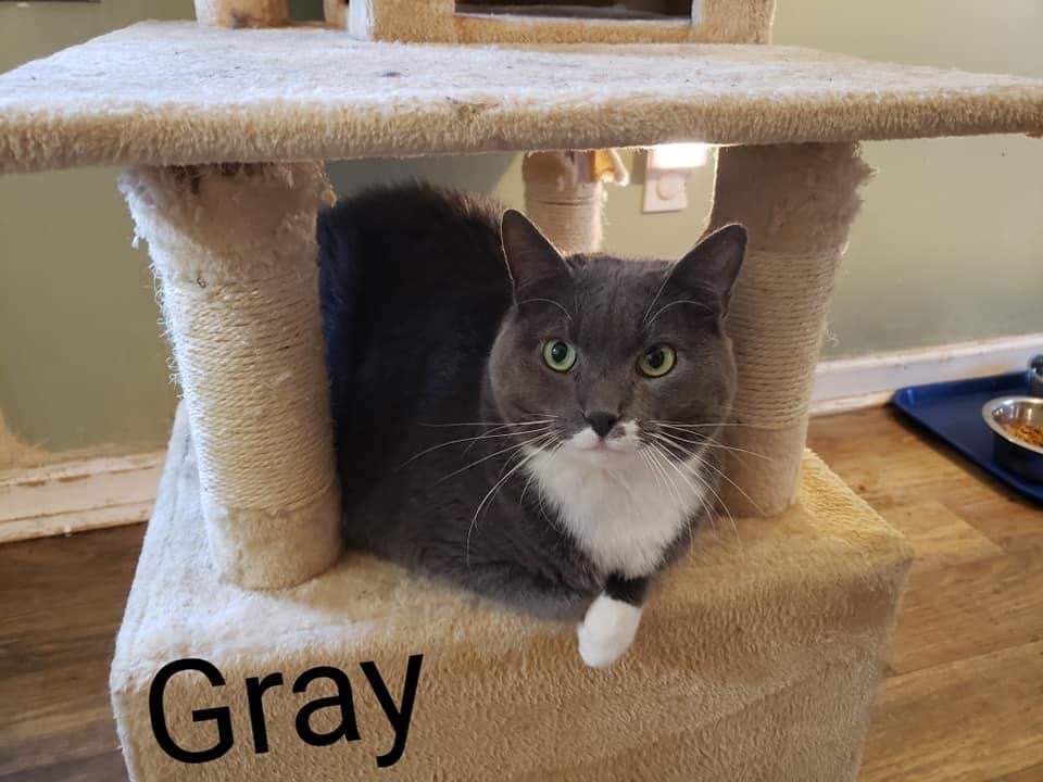 adoptable Cat in Langhorne, PA named Gray