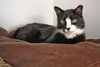 Toohey - Photo 2