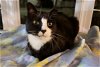 adoptable Cat in langhorne, PA named Toohey
