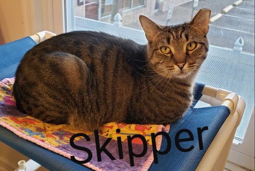 Photo 4 of Skipper