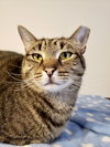 Skipper - Photo 2