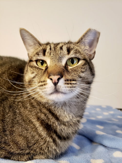 SKIPPER - Tabby available for adoption