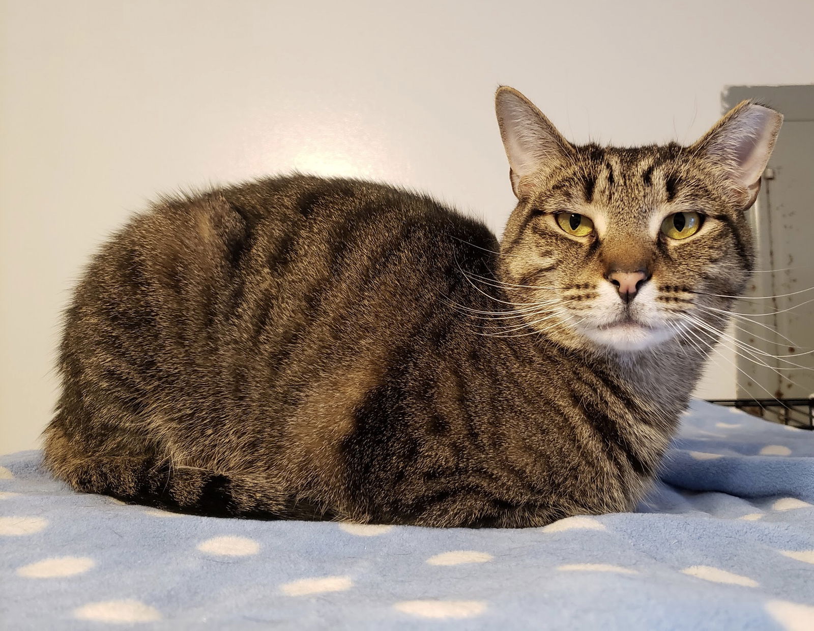 adoptable Cat in Langhorne, PA named Skipper
