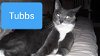 adoptable Cat in langhorne, PA named Tubbs