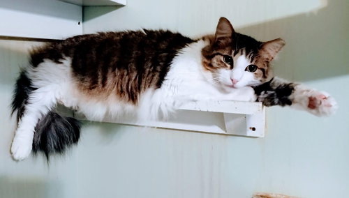DEXTER - Domestic Long Hair available for adoption