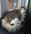 Dexter - Photo 3