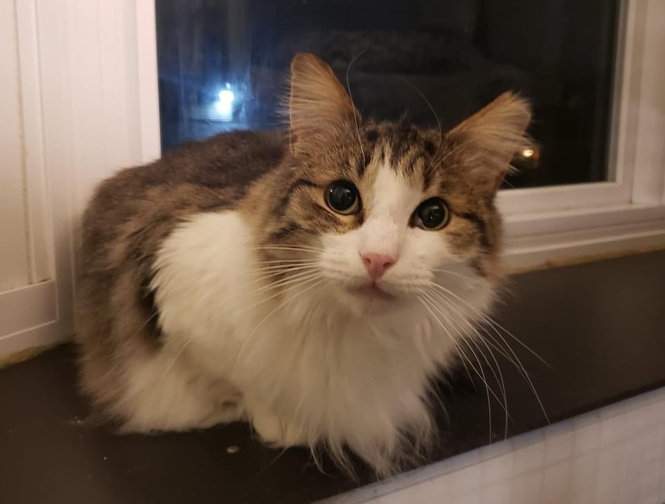 adoptable Cat in Langhorne, PA named Dexter