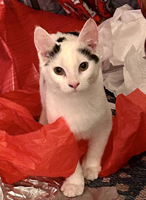 picture of the cat needing adoption