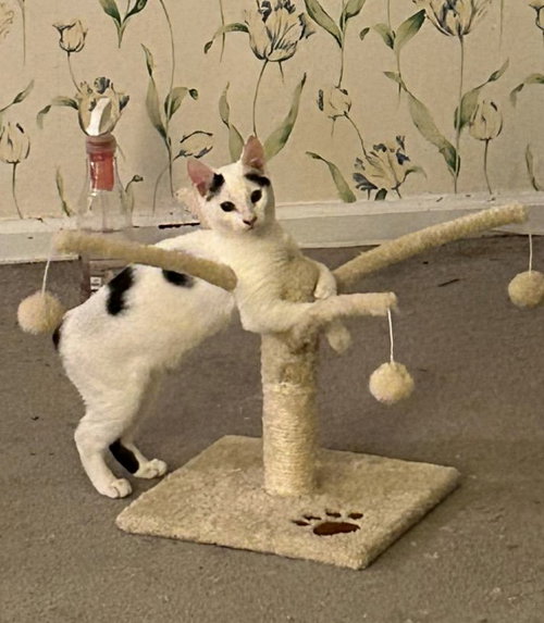 FIONA - Domestic Short Hair available for adoption