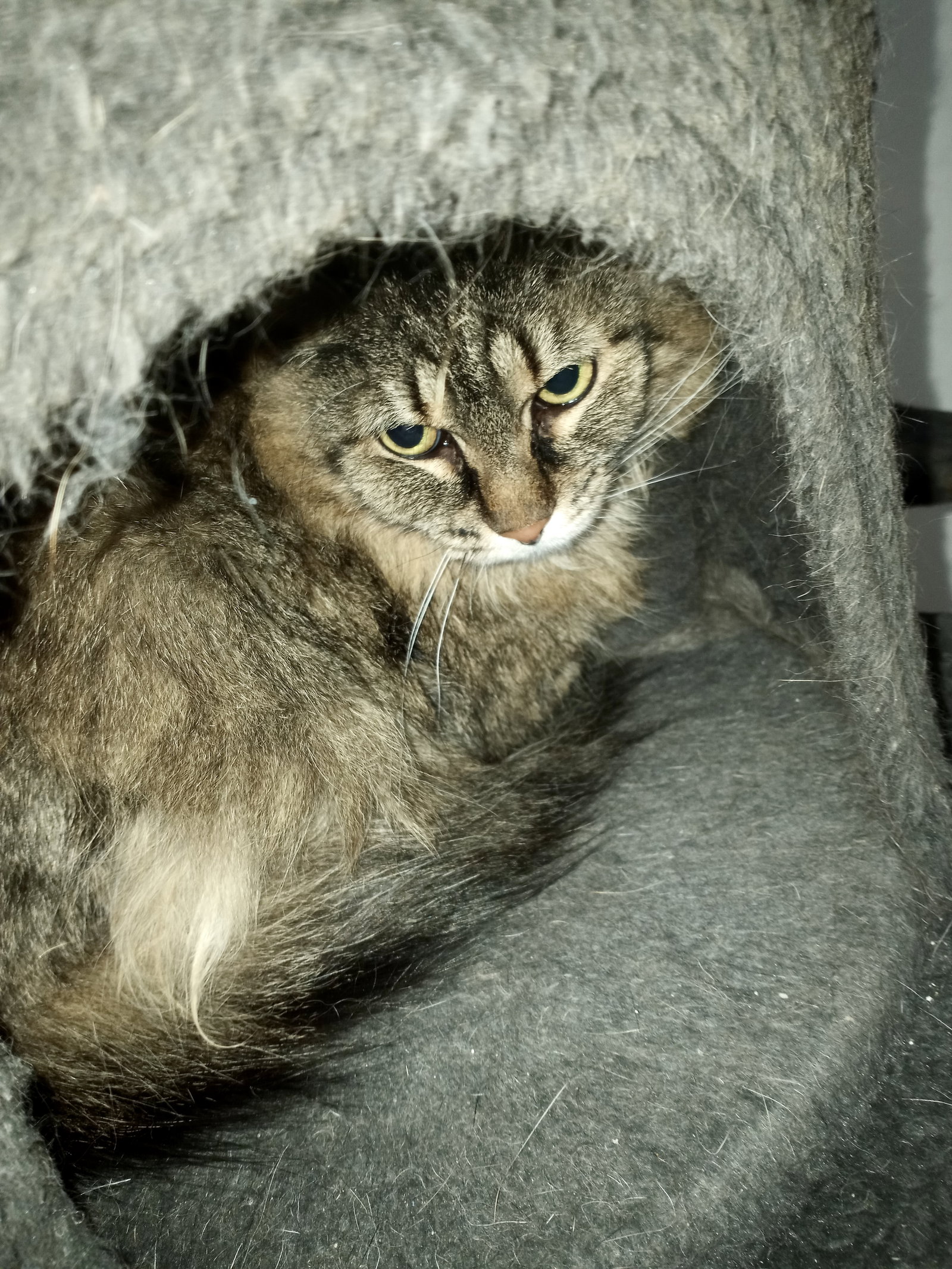 Cats for Adoption in Westfield, New Jersey Alpha Paw