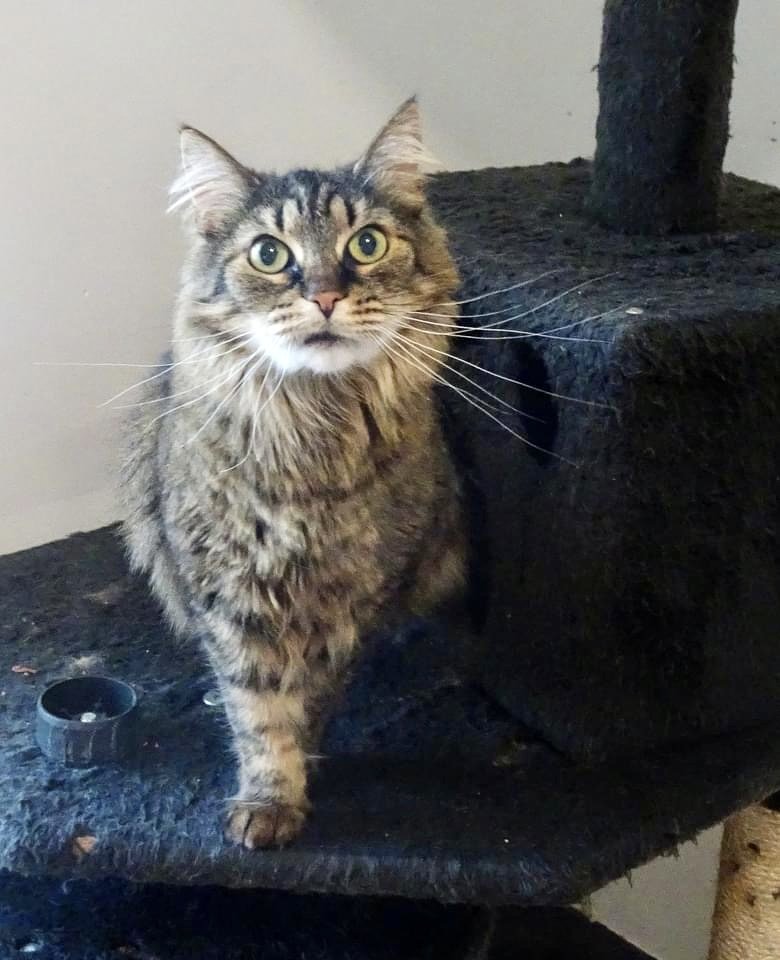 adoptable Cat in Langhorne, PA named Bella