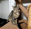 adoptable Cat in langhorne, PA named Tabby