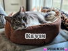 adoptable Cat in langhorne, PA named Kevin