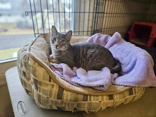 HOGAN - Domestic Short Hair available for adoption