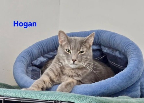 Hogan, Adult Domestic Short Hair / Mixed, cat for adoption in New Brunswick, New Jersey