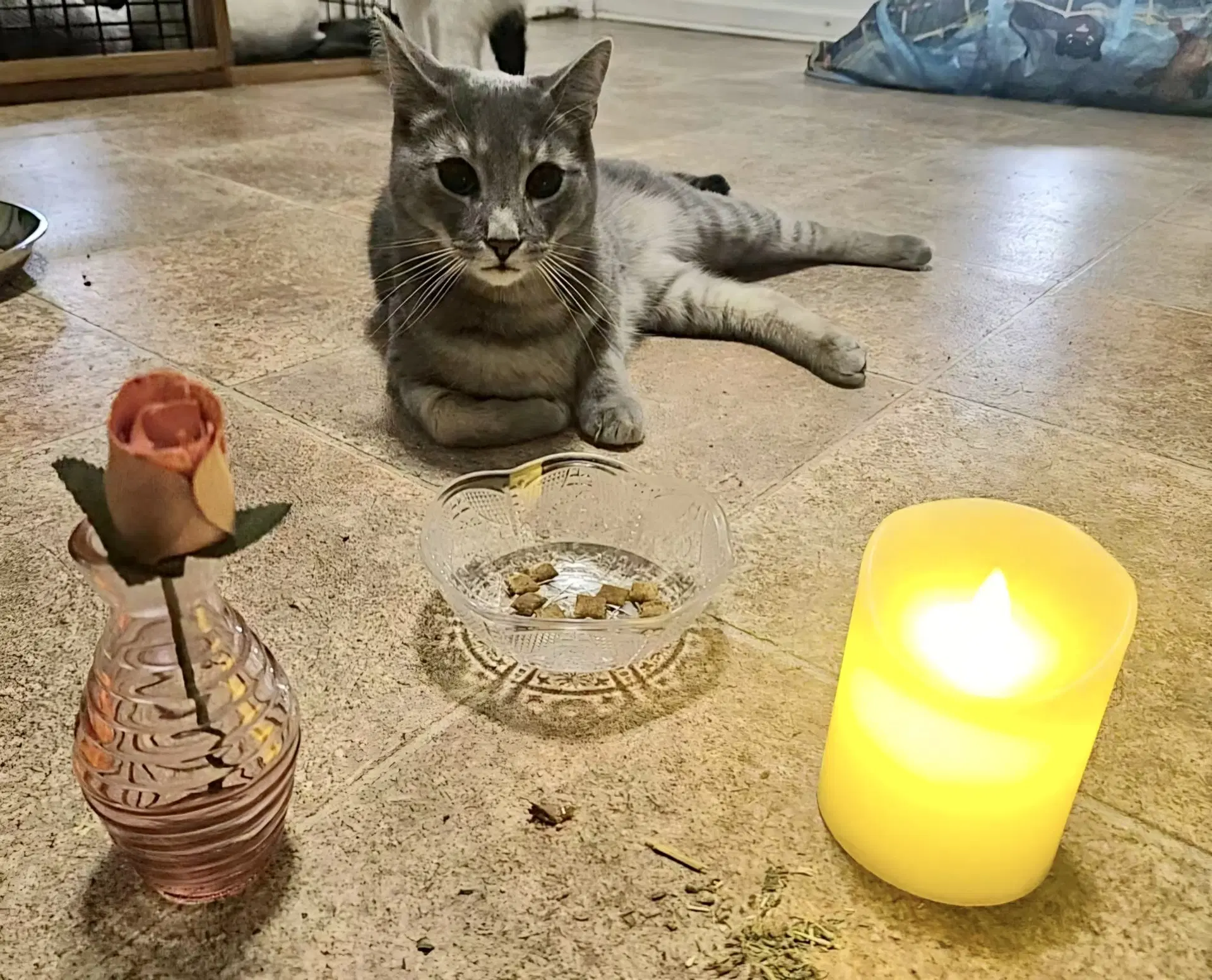 Tee - Domestic Short Hair