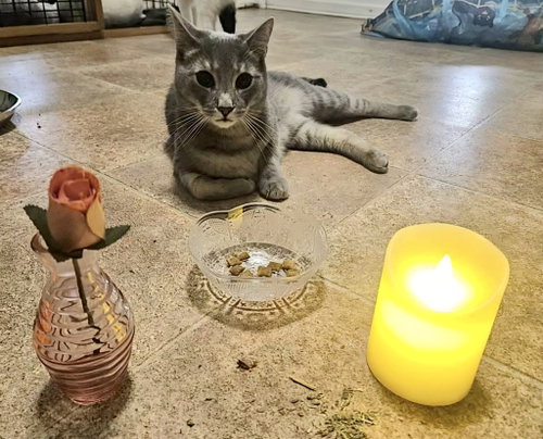 Tee, Adult Domestic Short Hair / Mixed, cat for adoption in New Brunswick, New Jersey