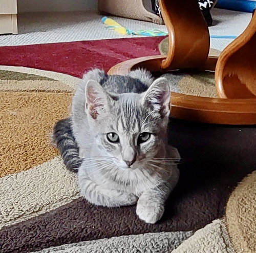 TEE - Domestic Short Hair available for adoption