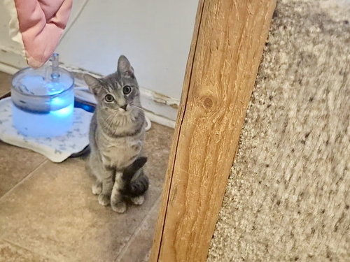 TEE - Domestic Short Hair available for adoption