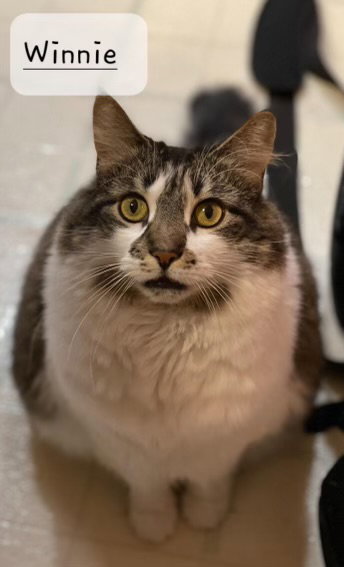 WINNIE - Domestic Short Hair available for adoption