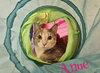 Anne - Photo 4