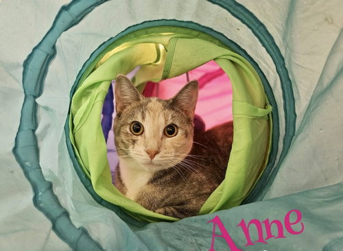 Photo 5 of Anne