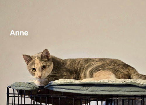 ANNE - Domestic Short Hair available for adoption