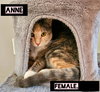 Anne - Photo 3