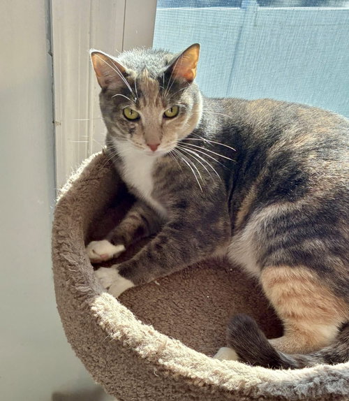 Anne, an adoptable Domestic Short Hair in Penndel, PA