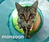 adoptable Cat in langhorne, PA named Monsoon