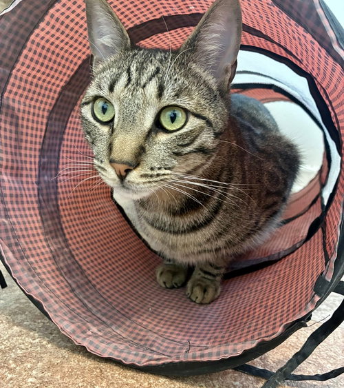 picture of the cat needing adoption