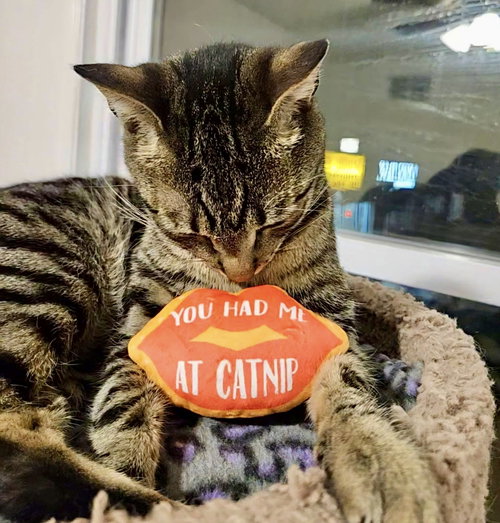 Monsoon, Adult Domestic Short Hair / Mixed, cat for adoption in Lakewood, New Jersey