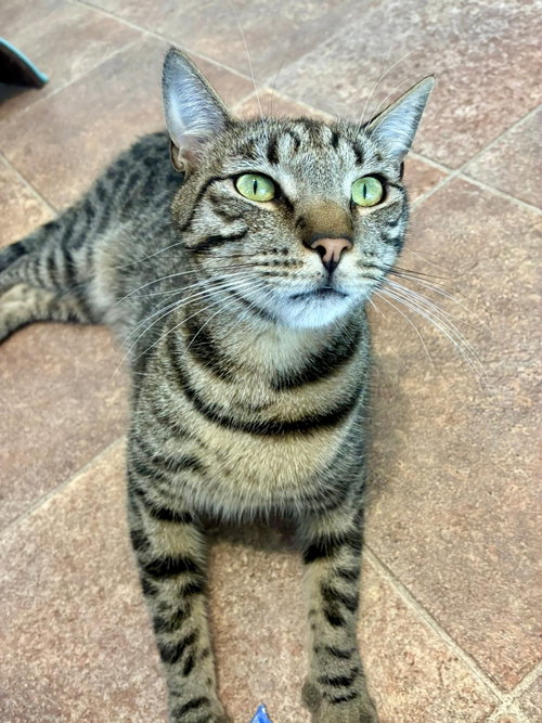 Monsoon, an adoptable Domestic Short Hair in Penndel, PA
