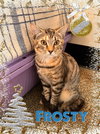 Frosty - Photo 3