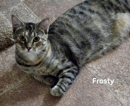 FROSTY - Domestic Short Hair available for adoption