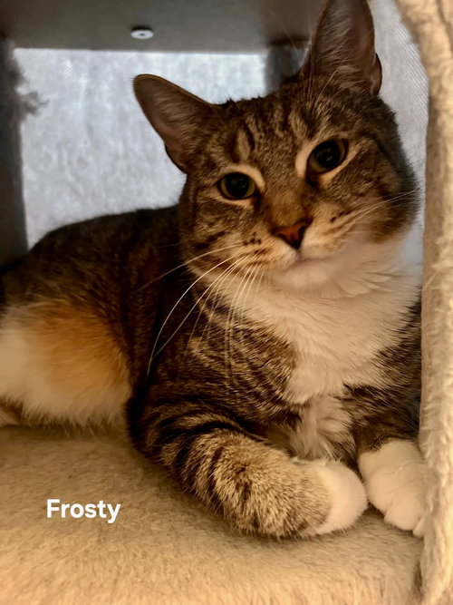 FROSTY - Domestic Short Hair available for adoption