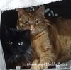 Chunk - Photo 6