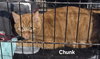 Chunk - Photo 8