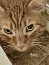 Chunk - Photo 7