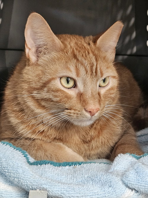 CHUNK - Domestic Short Hair available for adoption