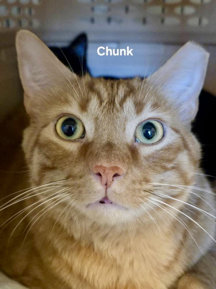 Chunk