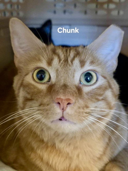 picture of the cat needing adoption