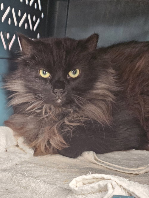 FLUFFY BUTTS - Domestic Long Hair available for adoption